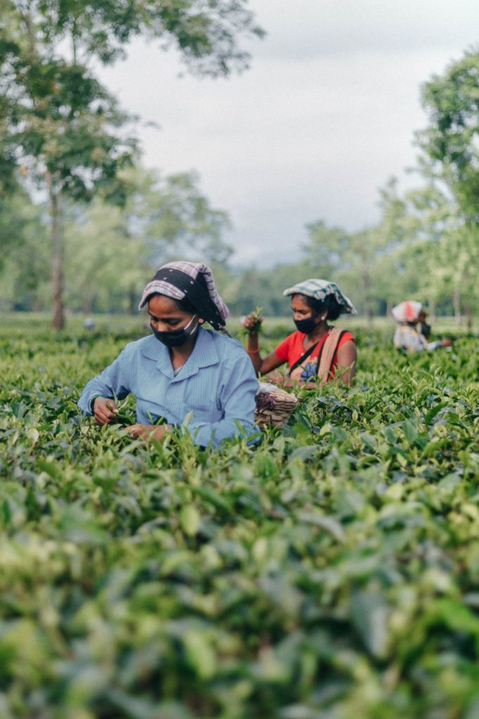 Champ de thé au Sri Lanka